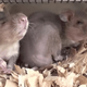 Illustration for article titled These Hero Rats Are Trained to Sniff Out Land Mines and Tuberculosis